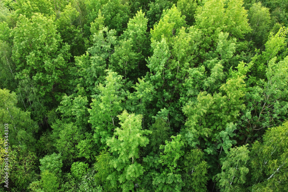 Top view of green evening forest with trees
