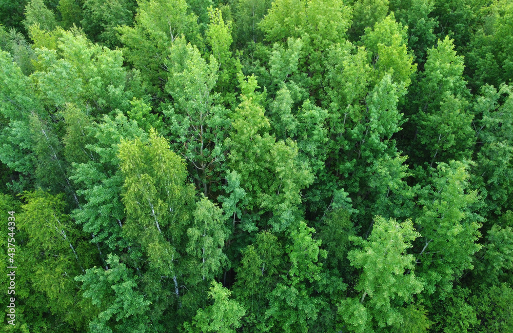 Top view of green evening forest with trees