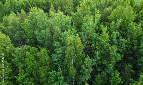 Top view of green evening forest with trees © Payllik