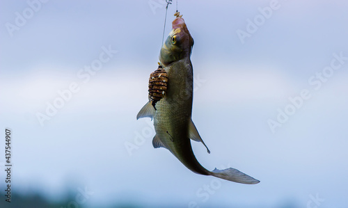 fish hanging on a fishing hook close-up. Nature