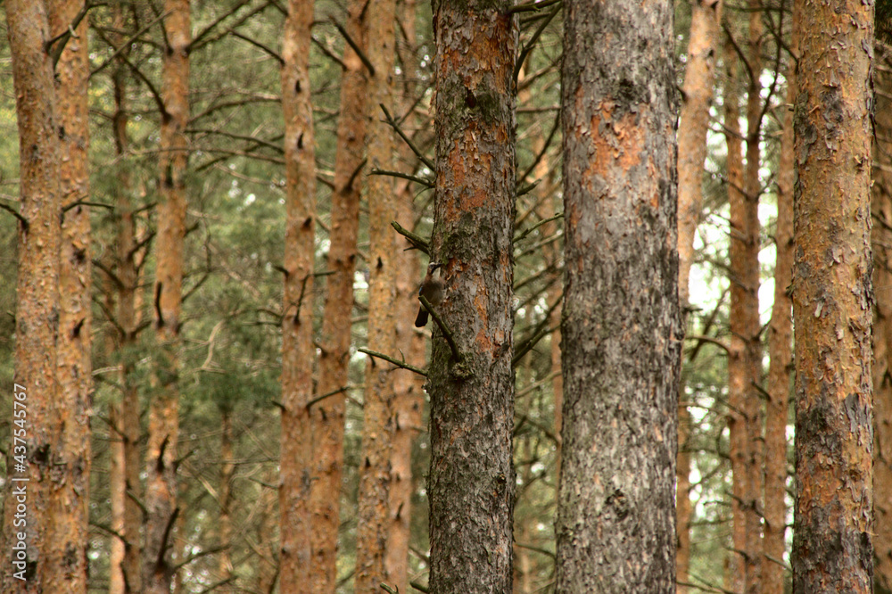 Obraz premium Ptak na drzewie