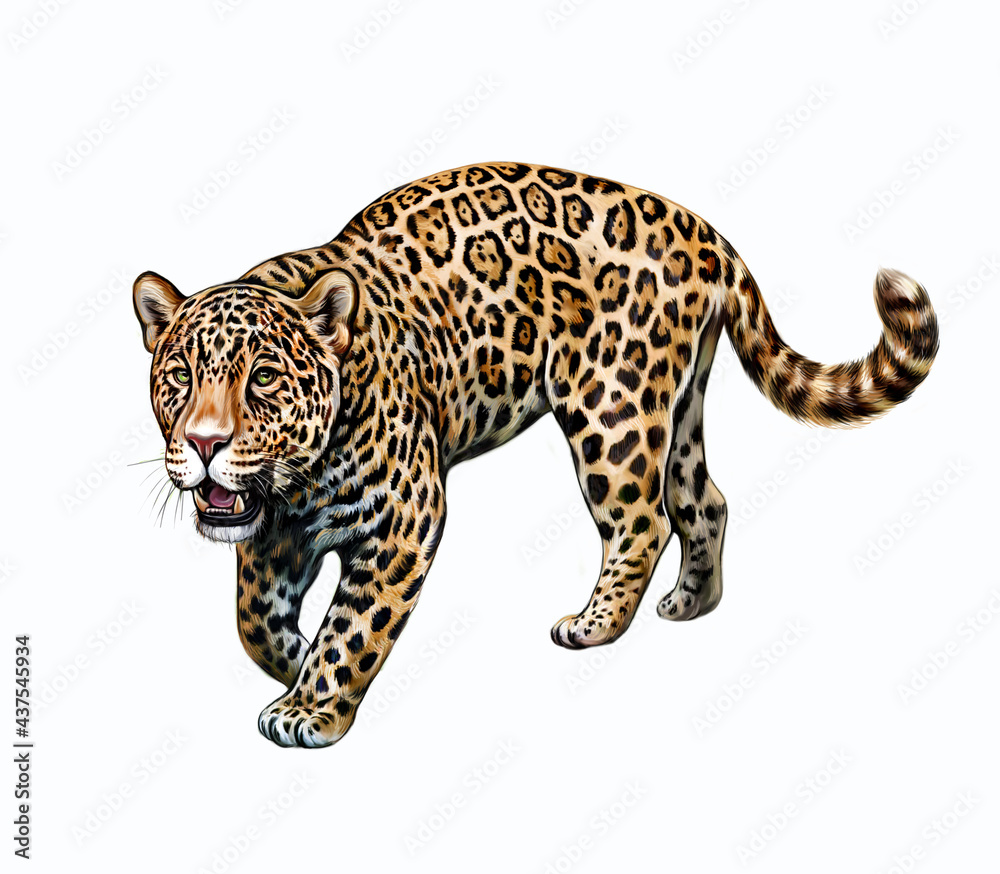 Fototapeta premium Jaguar (Panthera onca)