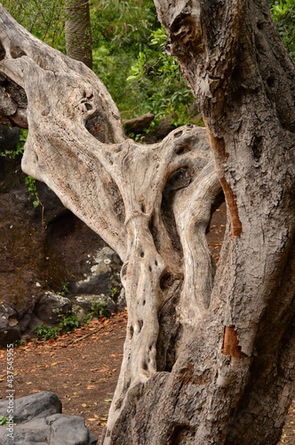 tree trunk © Patricia