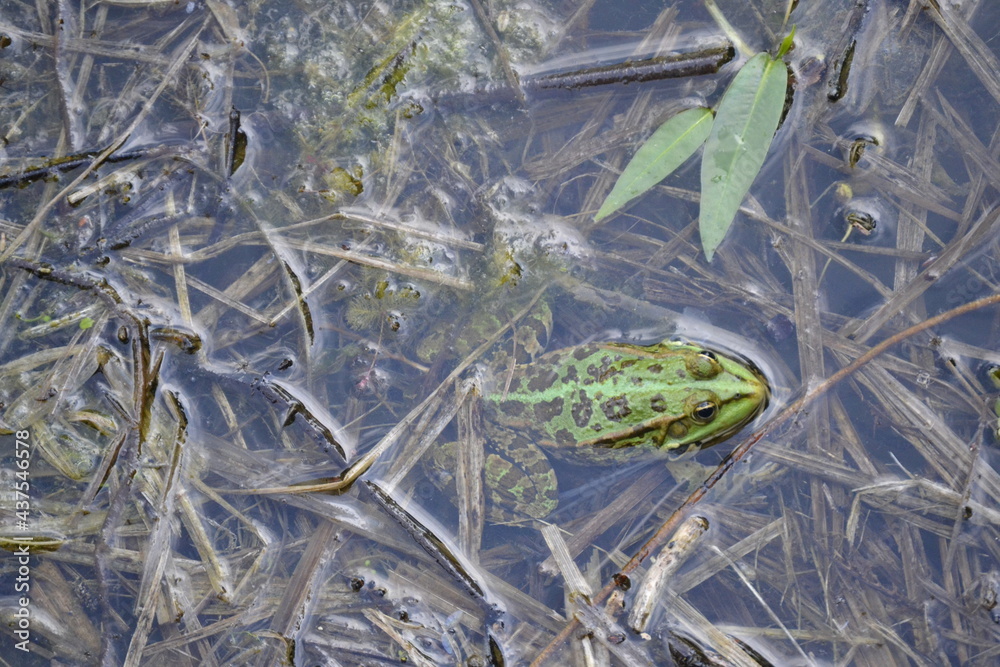 A pond with a green frog