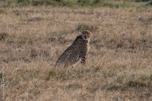 Cheetah in Mazai Mara
