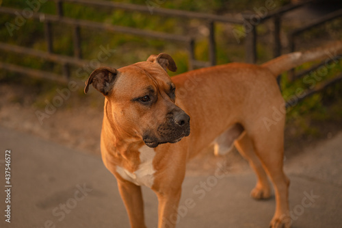 A brown male dog pitbull with a black nose and drooping ears is on the path near fence in the light of the sun at sunset. Dog walking concept. The pet looks towards the owner