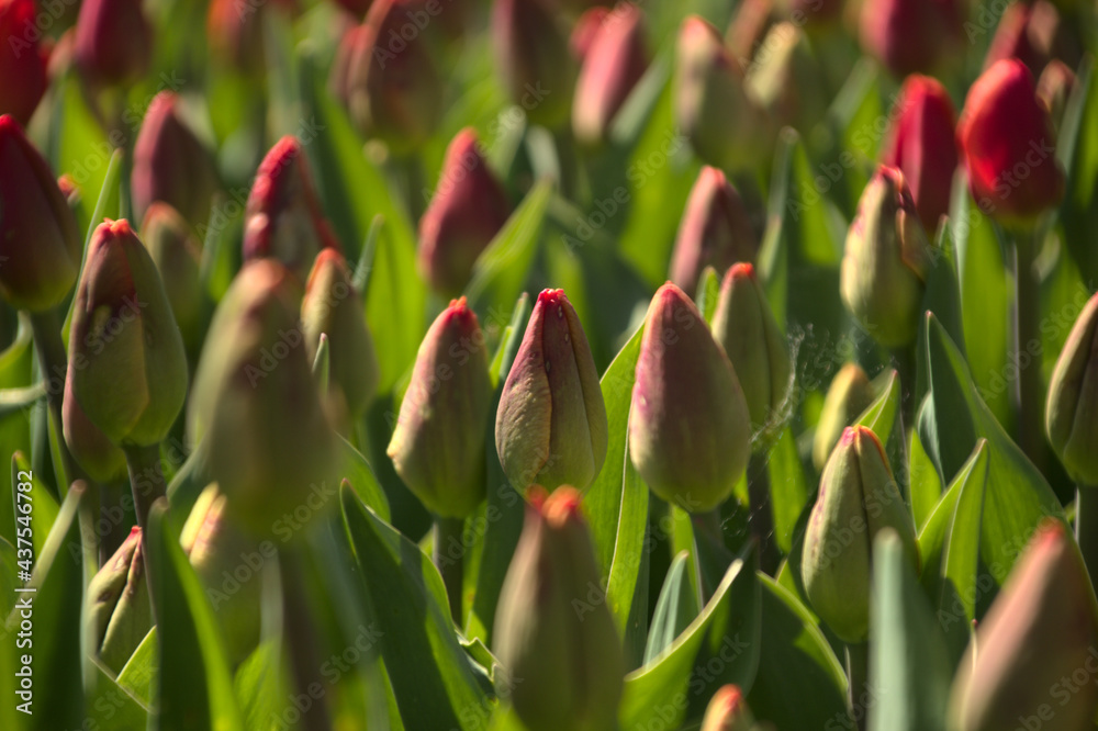 tulipany - obrazy, fototapety, plakaty 