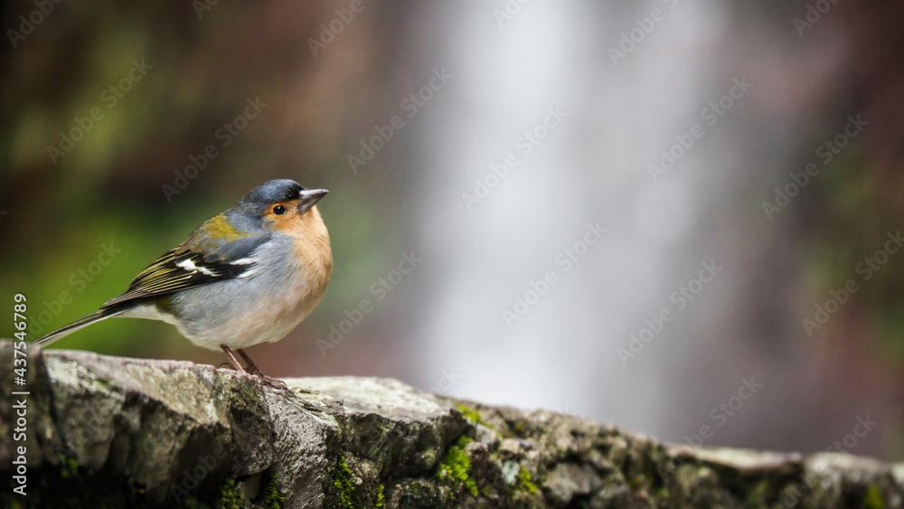 Madeira is a Portuguese island on the Atlantic Ocean with great nature and wonderful hiking trails. Madeira is a Portuguese island on the Atlantic Ocean with great nature and wonderful hiking trails.