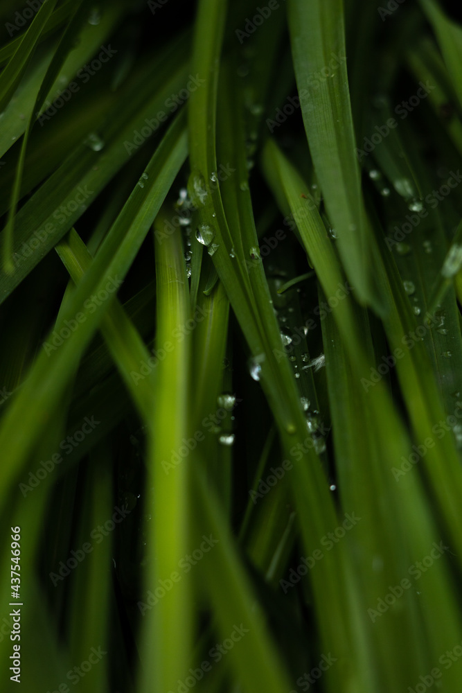 green grass green background dew green grass green background dew