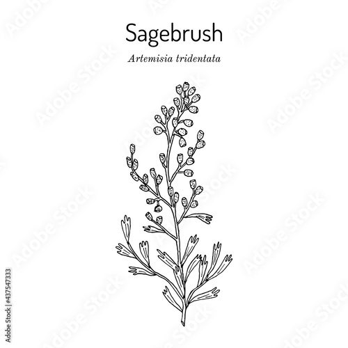 Fototapeta Naklejka Na Ścianę i Meble -  Wyoming big sagebrush Artemisia tridentata , the official state shrub of Wyoming
