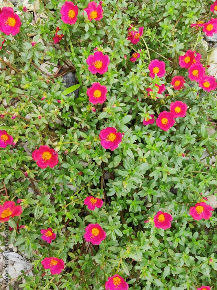 Portulaca grandiflora (Portulaca, Moss Rose, Sun plant, Sun Rose) ; A colorful blossom, petals stacked overlapping in layers which variable and multi-colored. Perfect for Flower Background