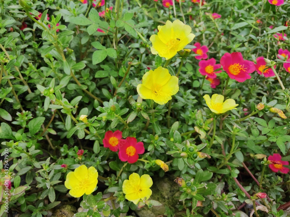 Portulaca grandiflora (Portulaca, Moss Rose, Sun plant, Sun Rose) ; A colorful blossom, petals stacked overlapping in layers which variable and multi-colored. Perfect for Flower Background