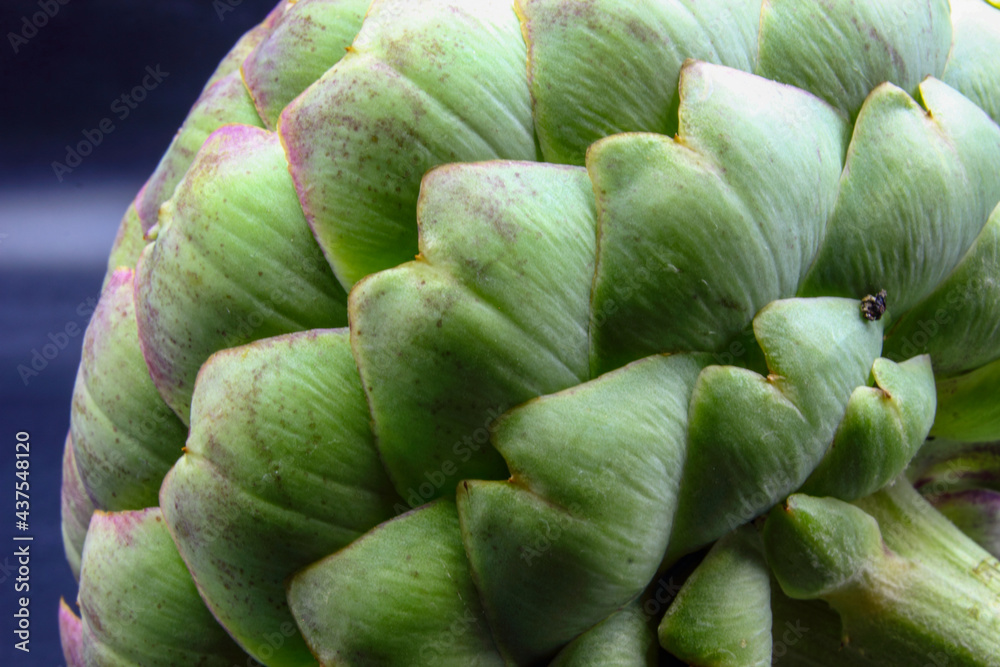 Obraz premium close up of purple and green leaf globe artichoke vegetable isolated on a black background