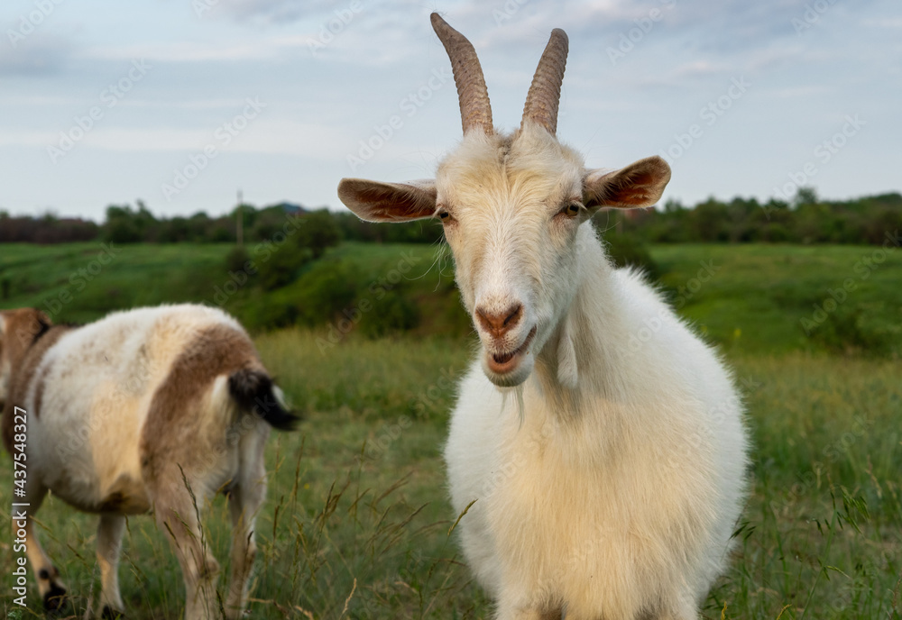 White goat stands on green meadow. Domestic animal in village. Portrait of white adult goat. White goat stands on green meadow. Domestic animal in village. Portrait of white adult goat.