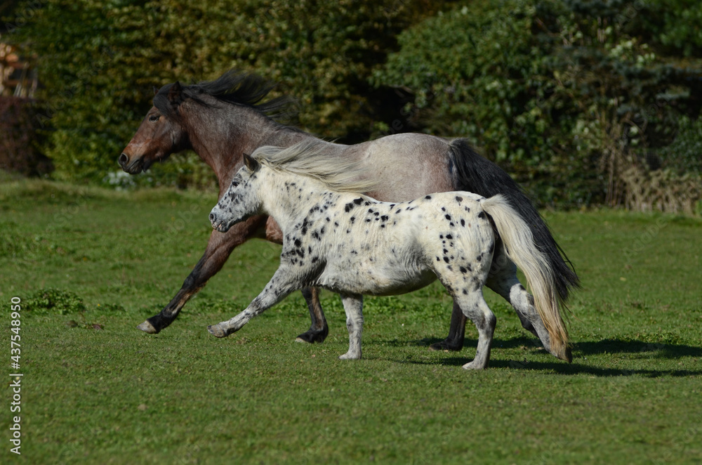 Warmblüter auf der Koppel Warmblüter auf der Koppel