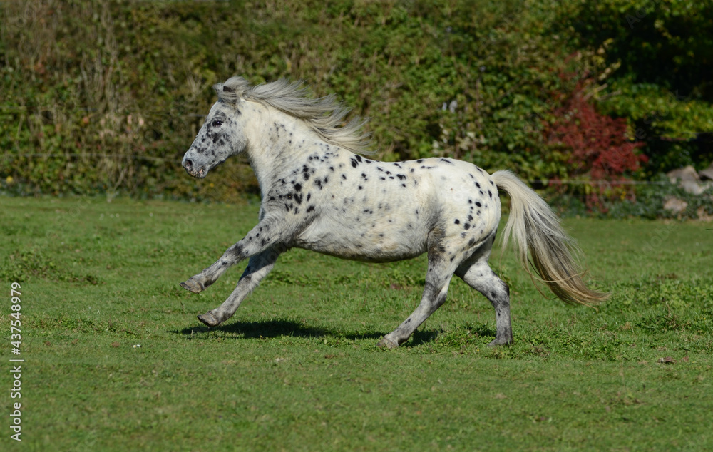 Appaloosa Pony Appaloosa Pony
