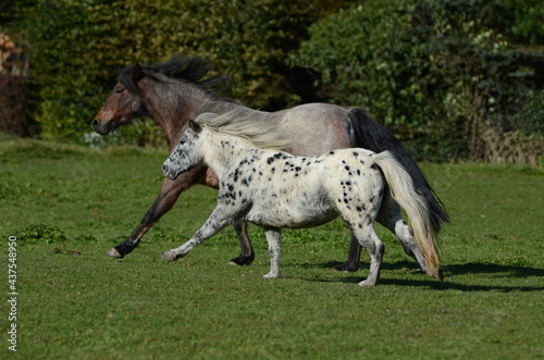 Warmblüter auf der Koppel
