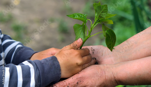 A child holds a green plant on dark brown soil, pepper seedlings. selective focus © Anna