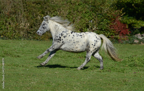 Appaloosa Pony