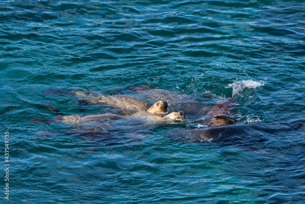 South American Sea Lion, Peninsula Valdes, Patagonia Argentina