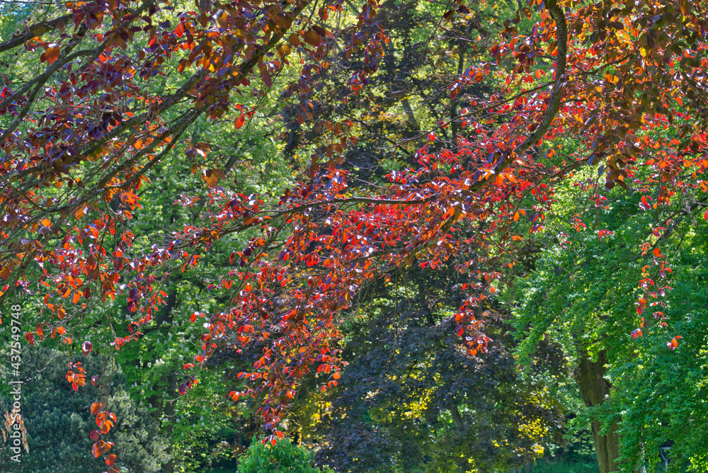 Blick durch rotes und grünes von Sonnenlicht durchflutetes Baumlaub mit schönem Bokeh Blick durch rotes und grünes von Sonnenlicht durchflutetes Baumlaub mit schönem Bokeh