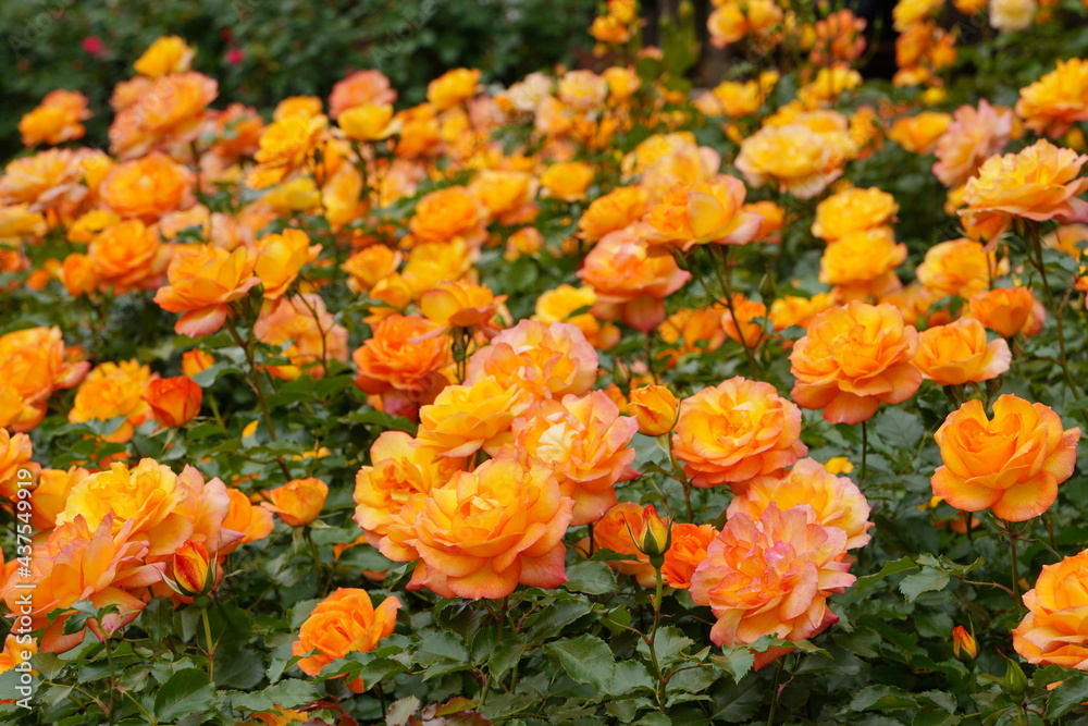 日本の植物園に咲く美しいオレンジ色のバラ 日本の植物園に咲く美しいオレンジ色のバラ
