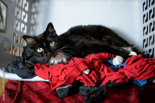 Katze in Wäschekorb