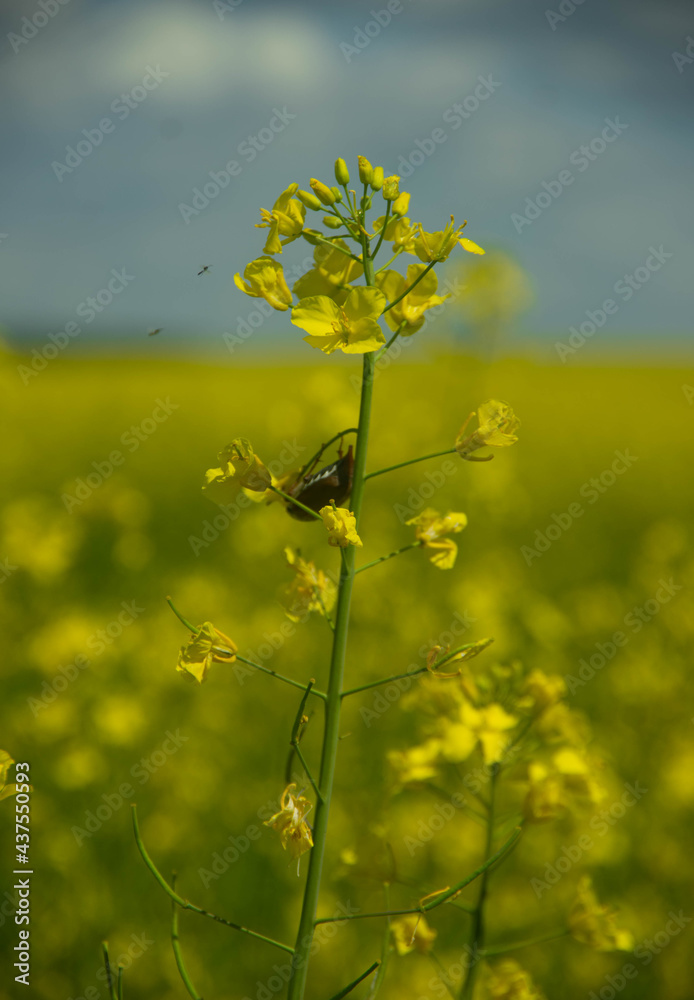 Obraz premium field of rapeseed