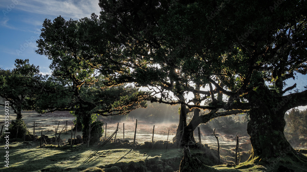 Madeira is a Portuguese island with magnificent nature and hiking trails. Madeira is a Portuguese island with magnificent nature and hiking trails.