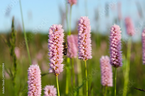 wildflowers and bee collecting nectar in the meadow