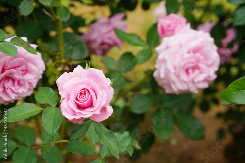 日本の植物園に咲くピンク色のバラ