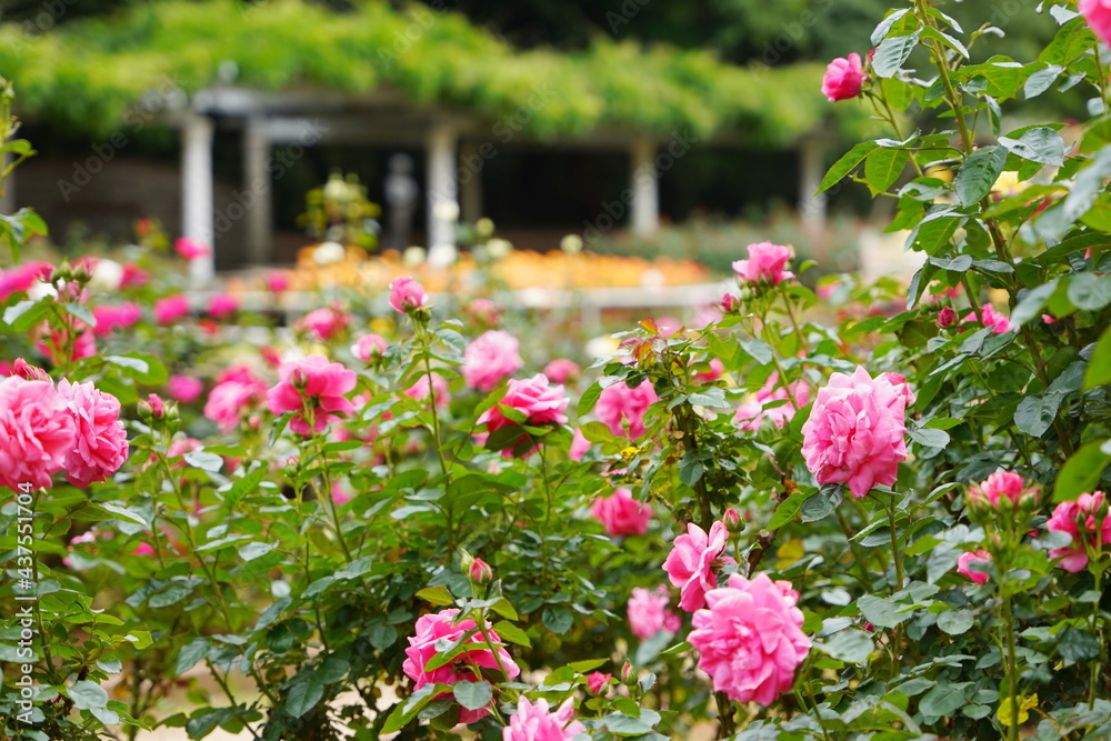 日本のバラ園に咲くピンク色のバラ