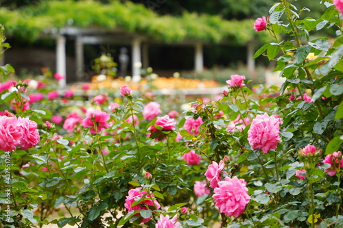 日本のバラ園に咲くピンク色のバラ