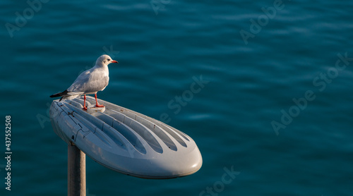 Port Vell Seagull photo