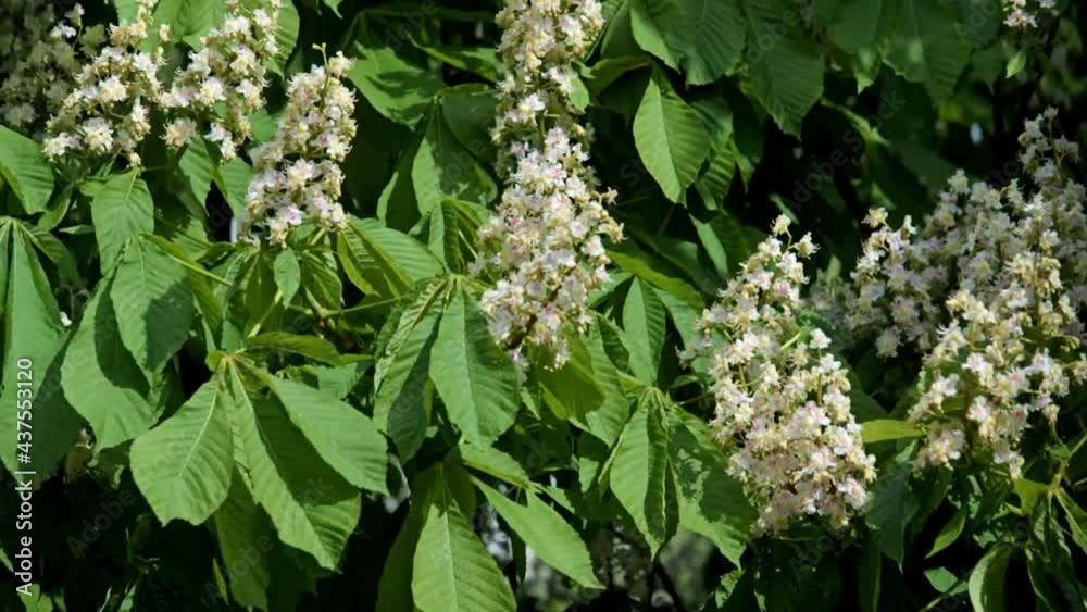 blooming chestnut tree at sunset
blooming chestnut tree at sunset