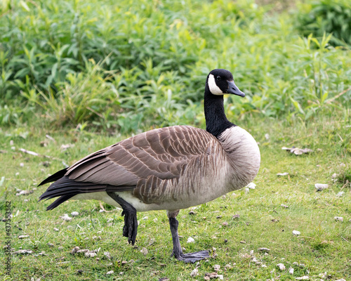 Canada Geese Photo. Standing on one leg with blur green background in its environment and habitat surrounding.Picture. Portrait. Image.