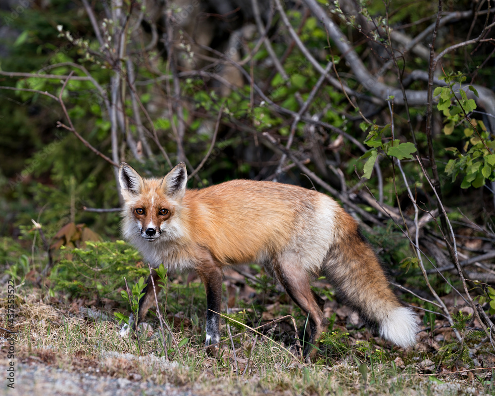 Red Fox Photo. Fox Image. Close-up profile side view in the springtime displaying fox tail, fur, in its habitat with a forest background and moss and foliage on ground. Picture. Portrait.
