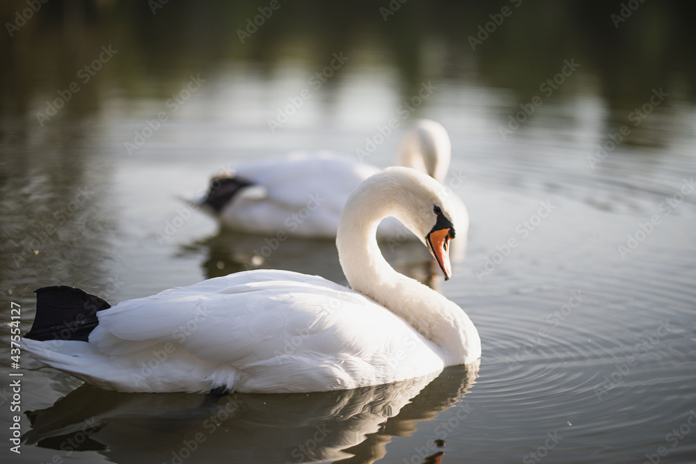 Obraz premium two white swans swim on the pond
