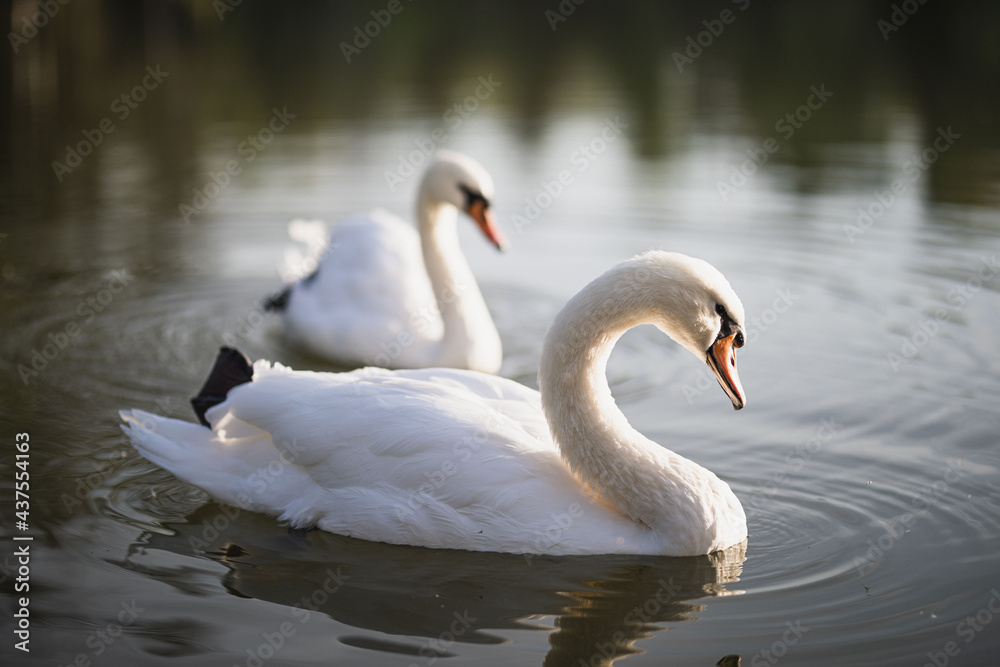 Fototapeta premium two white swans swim on the pond