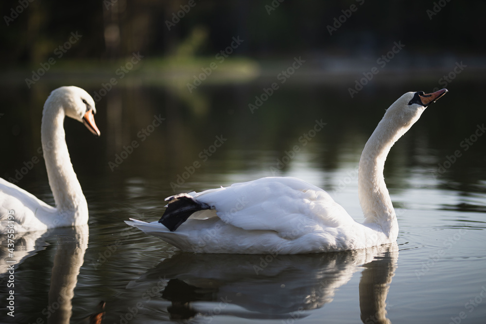 Fototapeta premium two white swans swim on the pond
