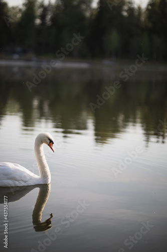 lonely white swan floats on the pond
