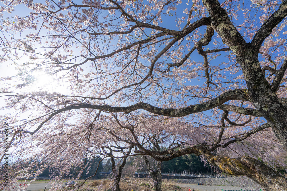 光前寺 光前寺