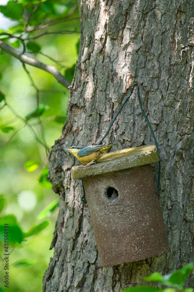 a nuthatch, sitta eurpaea, feeds its young in the bird house a nuthatch, sitta eurpaea, feeds its young in the bird house