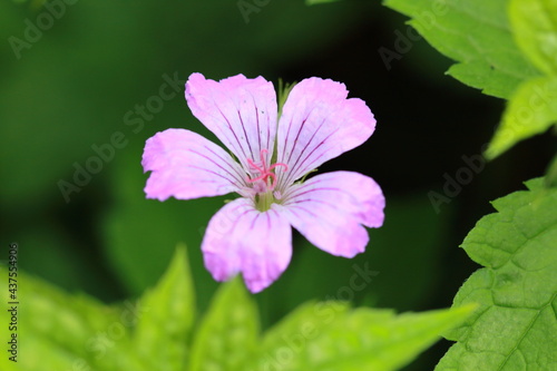close up of a pink flower blossom