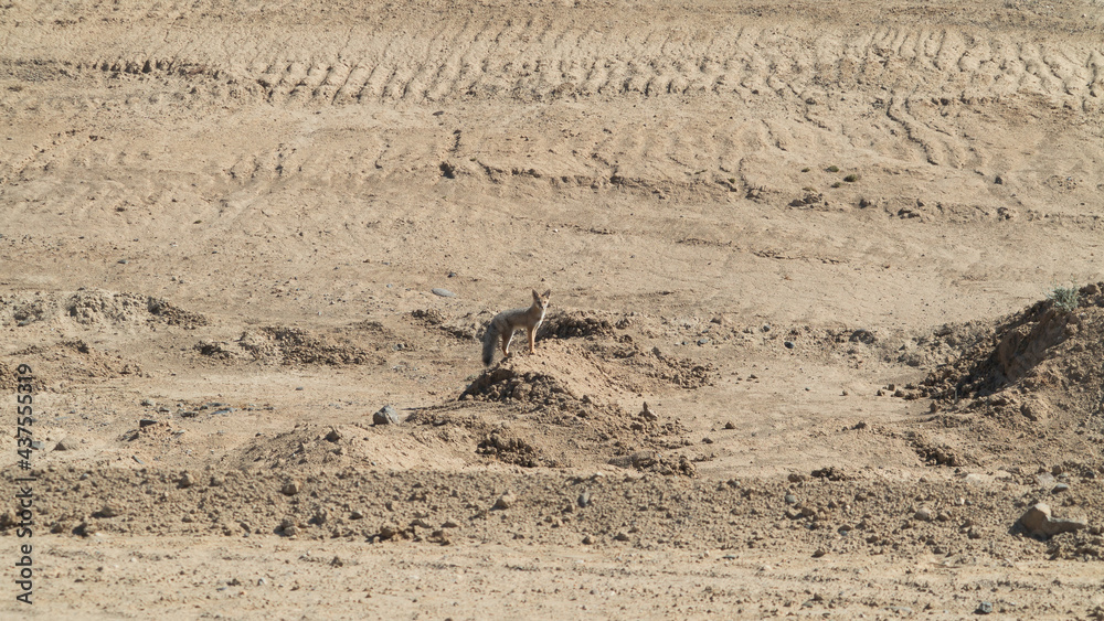 South American Gray Fox, Latin Name - Lycalopex Griseus). Argentinian Fox in Patagonian Desert. Native South American Wildlife. Wild Fox Standing on a Small Sunny Hill. Camouflage Fur Color. South American Gray Fox, Latin Name - Lycalopex Griseus). Argentinian Fox in Patagonian Desert. Native South American Wildlife. Wild Fox Standing on a Small Sunny Hill. Camouflage Fur Color.