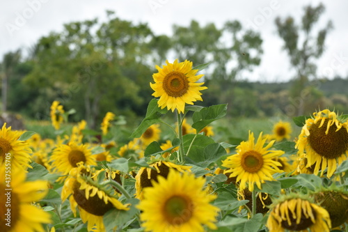 field of sunflowers in summer