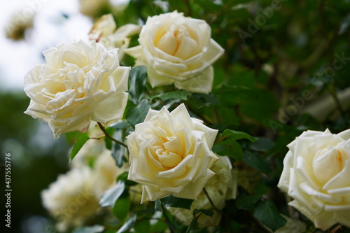 日本の植物園に咲く白や黄色のバラ © K.Douzin