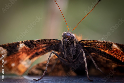 close up of a wasp © Rupert