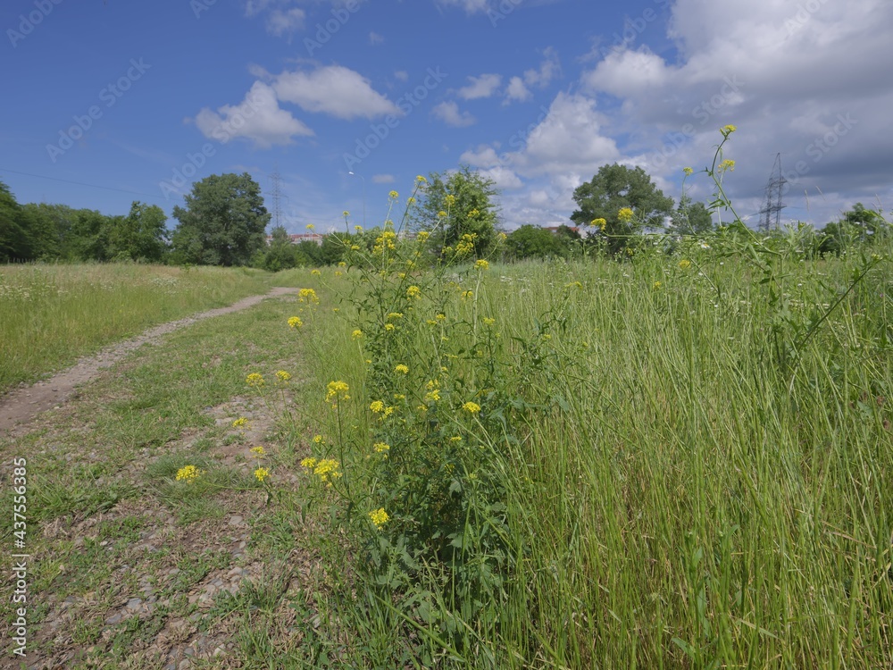Fototapeta premium fresh green landscape under blue sky with clouds