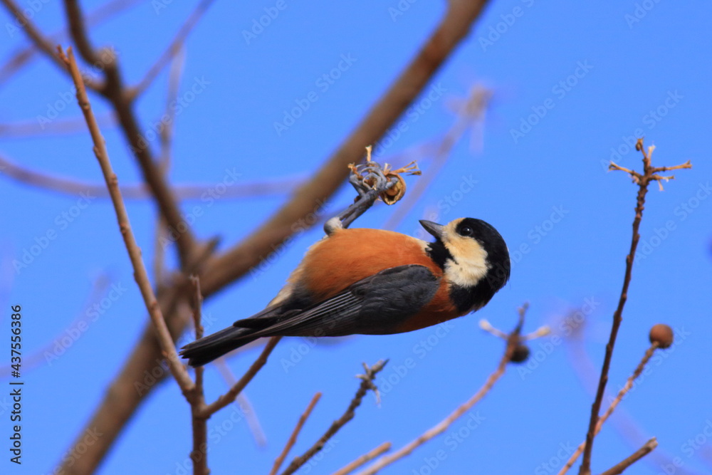 Obraz premium migratory bird 森林植物園での野鳥ヤマガラを撮影